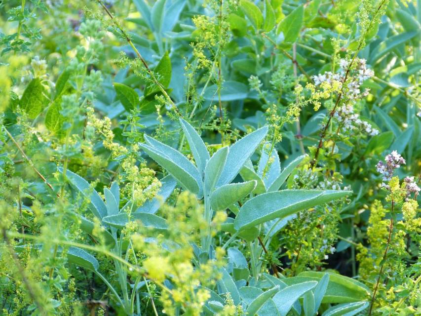 Les plantes sacrées de TerraHerba, chacune porteuse d’un message et d’une énergie.
