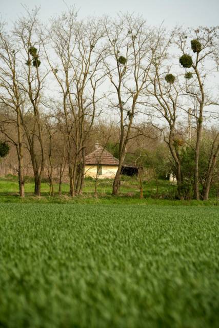Le gui, symbole de passage et de protection, suspendu dans 
